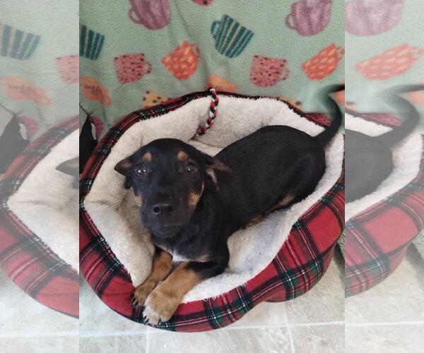 Medium Photo #1 Dachshund-Unknown Mix Puppy For Sale in York, SC, USA