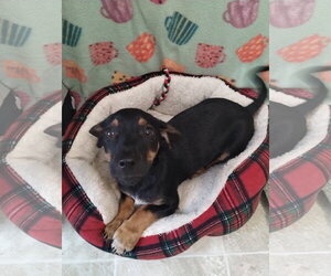 Dachshund-Unknown Mix Dogs for adoption in York, SC, USA