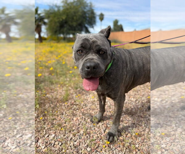 Medium Photo #2 Mutt Puppy For Sale in Goodyear, AZ, USA