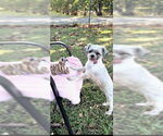 Small #6 Shih Tzu