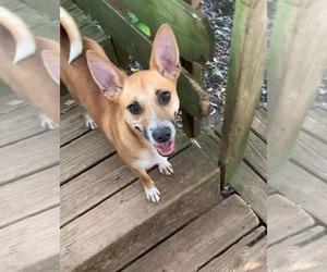 Lover - Female Jack Russell Terrier-Unknown Mix Dog for Adoption - Photo #3