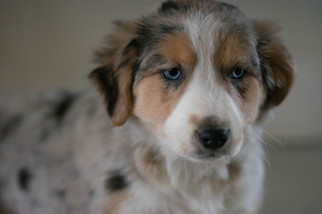Australian Shepherd Puppy for sale in KENT, OH, USA