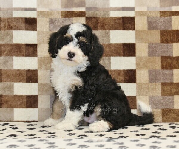 Medium Photo #1 Bernedoodle (Miniature) Puppy For Sale in DENVER, PA, USA