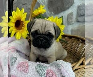 Pug Puppy for sale in GREENCASTLE, PA, USA