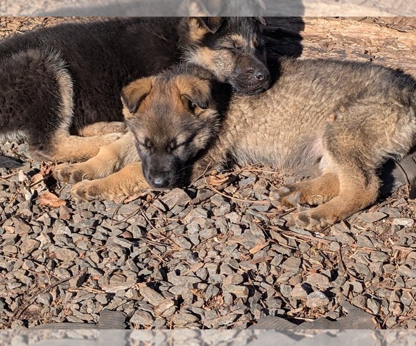 Medium Photo #6 German Shepherd Dog Puppy For Sale in lynchburg, VA, USA