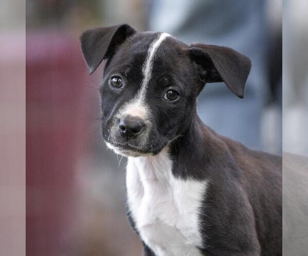 Medium Photo #7 Labrador Retriever-Unknown Mix Puppy For Sale in San Diego, CA, USA