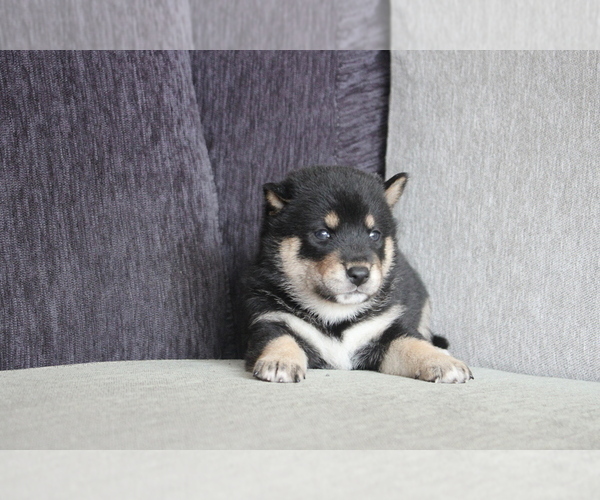 Medium Photo #4 Shiba Inu Puppy For Sale in MIAMI, FL, USA