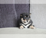 Small Photo #4 Shiba Inu Puppy For Sale in MIAMI, FL, USA