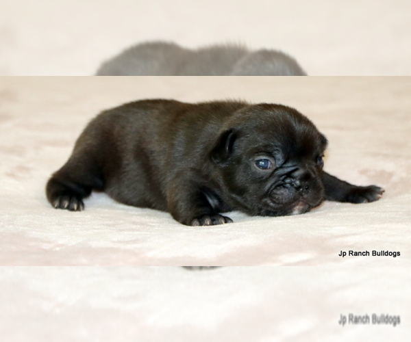 Medium Photo #2 French Bulldog Puppy For Sale in WINNSBORO, TX, USA