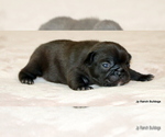 Small Photo #22 French Bulldog Puppy For Sale in WINNSBORO, TX, USA