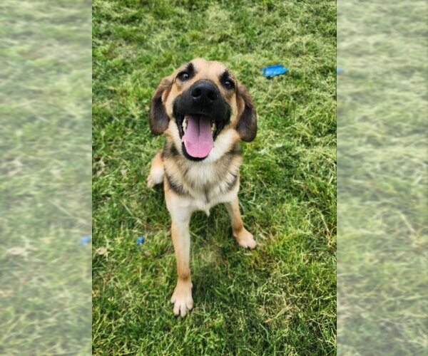 Medium Photo #1 Beagle-German Shepherd Dog Mix Puppy For Sale in Winston Salem, NC, USA