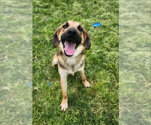 Beagle-German Shepherd Dog Mix Dogs for adoption in Winston Salem, NC, USA