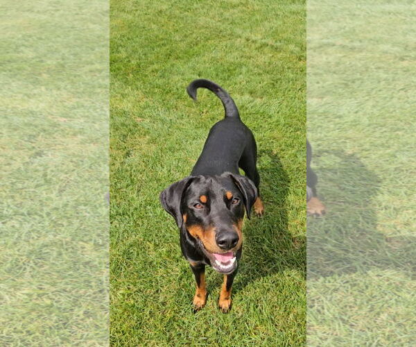 Medium Photo #1 Doberman Pinscher-Unknown Mix Puppy For Sale in Minneaoplis, MN, USA