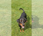 Small Doberman Pinscher Mix