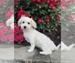 Labonon - Male Lhasa-Coton Puppy for Sale - Photo #6
