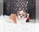 Small Shih Tzu