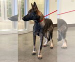 Small German Shepherd Dog Mix