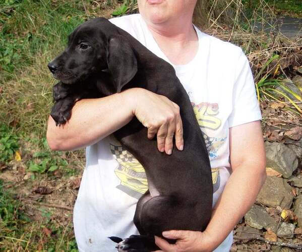 Medium Photo #50 Great Dane Puppy For Sale in SPRAGGS, PA, USA