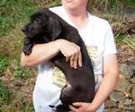 Small Photo #50 Great Dane Puppy For Sale in SPRAGGS, PA, USA