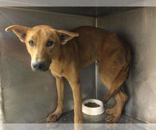 Medium Photo #1 German Shepherd Dog-Unknown Mix Puppy For Sale in Riverside, CA, USA