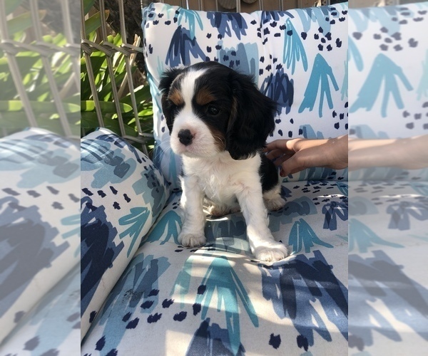 Medium Photo #9 Cavalier King Charles Spaniel Puppy For Sale in RIVERSIDE, CA, USA