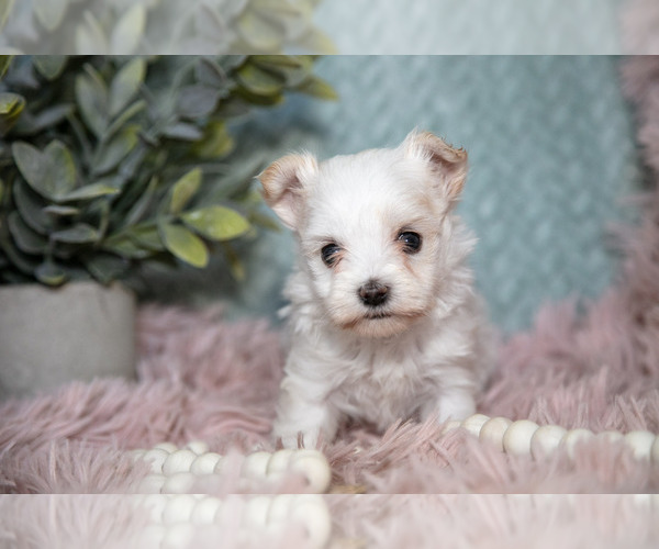 Medium Photo #1 Maltipoo Puppy For Sale in NAPPANEE, IN, USA