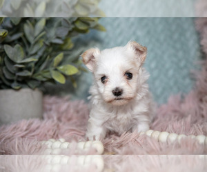 Medium Maltipoo