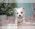 Puppy Ginny Maltipoo