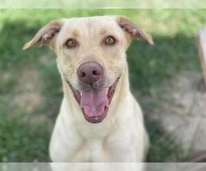 Labrador Retriever Dogs for adoption in Tulsa, OK, USA