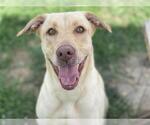 Small Labrador Retriever