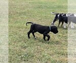 Puppy 7 Great Dane-Poodle (Standard) Mix