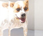 Small #2 Box heeler