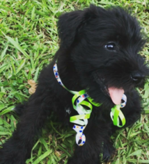 Schnauzer (Miniature) Puppy for sale in DURHAM, NC, USA