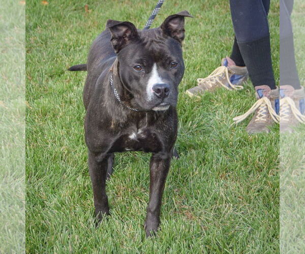Medium Photo #3 American Bulldog-American Staffordshire Terrier Mix Puppy For Sale in Huntley, IL, USA