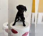 Small #1 Colonial Cocker Spaniel-Labrador Retriever Mix