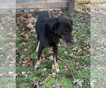 Small Photo #3 Mutt Puppy For Sale in Harrison, AR, USA