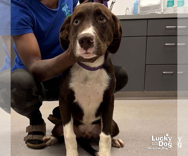 Medium Photo #1 Labrador Retriever-Unknown Mix Puppy For Sale in Washington, DC, USA