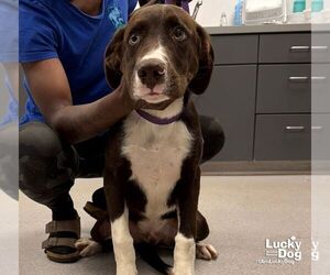 Labrador Retriever-Unknown Mix Dogs for adoption in Washington, DC, USA