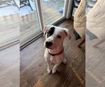 Small Boxador