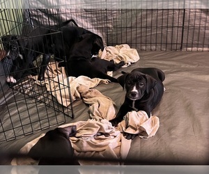 American Pit Bull Terrier-Cane Corso Mix Puppy for sale in TUCSON, AZ, USA