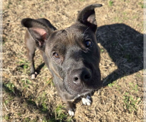 Medium Photo #1 Mutt Puppy For Sale in Anniston, AL, USA