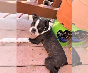 Boston Terrier Puppy for sale in SAN JOSE, CA, USA