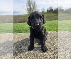 Labradoodle Puppy for sale in WILLIAMSTOWN, KY, USA