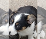 Puppy 3 Aussie-Corgi