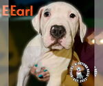 Small #1 Staffordshire Bull Terrier