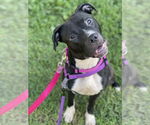 Small #1 American Pit Bull Terrier-Staffordshire Bull Terrier Mix