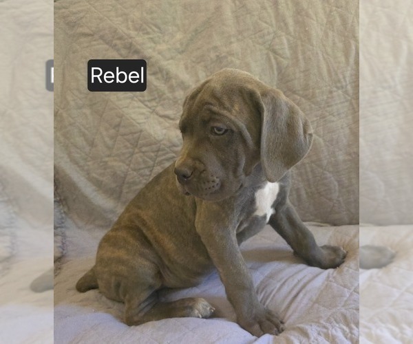 Medium Photo #16 Cane Corso Puppy For Sale in MINERAL WELLS, WV, USA