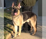 Small #1 German Shepherd Dog