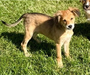 Australian Shepherd-Unknown Mix Dogs for adoption in Genesee, WI, USA