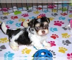 Small Photo #4 Havanese Puppy For Sale in ORO VALLEY, AZ, USA